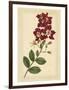 Floral Varieties II-Samuel Curtis-Framed Art Print