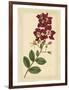 Floral Varieties II-Samuel Curtis-Framed Art Print