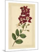 Floral Varieties II-Samuel Curtis-Mounted Art Print