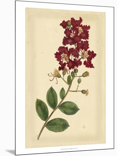 Floral Varieties II-Samuel Curtis-Mounted Art Print