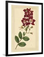 Floral Varieties II-Samuel Curtis-Framed Art Print