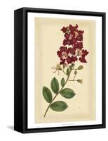 Floral Varieties II-Samuel Curtis-Framed Stretched Canvas