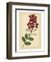 Floral Varieties II-Samuel Curtis-Framed Art Print