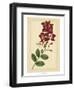 Floral Varieties II-Samuel Curtis-Framed Art Print