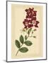 Floral Varieties II-Samuel Curtis-Mounted Art Print