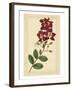 Floral Varieties II-Samuel Curtis-Framed Art Print