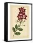 Floral Varieties II-Samuel Curtis-Framed Stretched Canvas