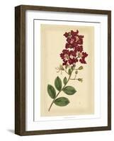 Floral Varieties II-Samuel Curtis-Framed Art Print