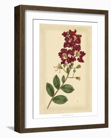 Floral Varieties II-Samuel Curtis-Framed Art Print