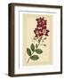 Floral Varieties II-Samuel Curtis-Framed Art Print