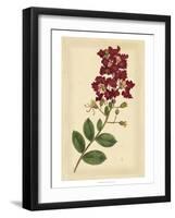 Floral Varieties II-Samuel Curtis-Framed Art Print