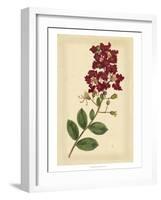 Floral Varieties II-Samuel Curtis-Framed Art Print