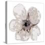 Floral-White 2-Victoria Brown-Stretched Canvas