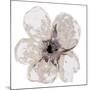 Floral-White 2-Victoria Brown-Mounted Art Print
