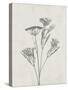 Floral Wild - Dill-Collezione Botanica-Stretched Canvas