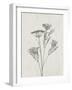 Floral Wild - Dill-Collezione Botanica-Framed Art Print