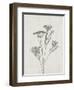 Floral Wild - Dill-Collezione Botanica-Framed Art Print