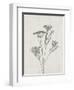 Floral Wild - Dill-Collezione Botanica-Framed Art Print