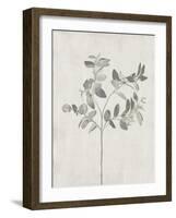 Floral Wild - Eucalyptus-Collezione Botanica-Framed Giclee Print