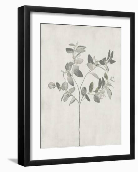 Floral Wild - Eucalyptus-Collezione Botanica-Framed Giclee Print