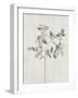 Floral Wild - Eucalyptus-Collezione Botanica-Framed Giclee Print