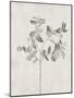 Floral Wild - Eucalyptus-Collezione Botanica-Mounted Giclee Print