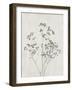 Floral Wild - Gypsophila-Collezione Botanica-Framed Giclee Print