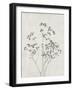 Floral Wild - Gypsophila-Collezione Botanica-Framed Giclee Print