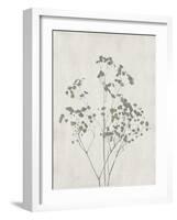 Floral Wild - Gypsophila-Collezione Botanica-Framed Giclee Print