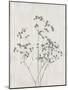 Floral Wild - Gypsophila-Collezione Botanica-Mounted Giclee Print