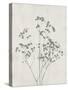 Floral Wild - Gypsophila-Collezione Botanica-Stretched Canvas