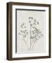 Floral Wild - Gypsophila-Collezione Botanica-Framed Art Print