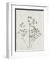 Floral Wild - Gypsophila-Collezione Botanica-Framed Art Print