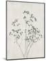 Floral Wild - Gypsophila-Collezione Botanica-Mounted Art Print