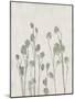 Floral Wild - Jimson-Collezione Botanica-Mounted Giclee Print
