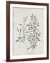 Floral Wild - Ruscus-Collezione Botanica-Framed Giclee Print