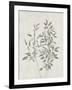 Floral Wild - Ruscus-Collezione Botanica-Framed Giclee Print