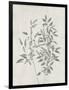 Floral Wild - Ruscus-Collezione Botanica-Framed Giclee Print