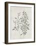 Floral Wild - Ruscus-Collezione Botanica-Framed Giclee Print