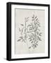 Floral Wild - Ruscus-Collezione Botanica-Framed Giclee Print