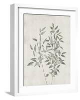 Floral Wild - Ruscus-Collezione Botanica-Framed Giclee Print