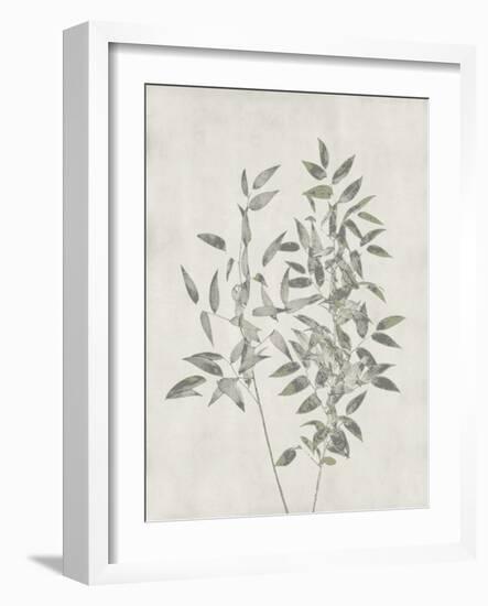 Floral Wild - Ruscus-Collezione Botanica-Framed Giclee Print