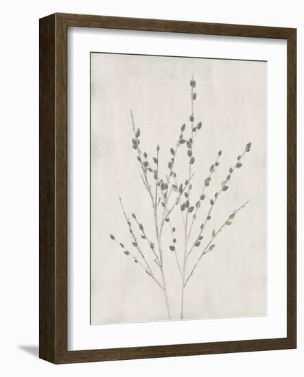 Floral Wild - Salix Discolor-Collezione Botanica-Framed Giclee Print