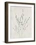 Floral Wild - Salix Discolor-Collezione Botanica-Framed Giclee Print