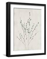 Floral Wild - Salix Discolor-Collezione Botanica-Framed Giclee Print