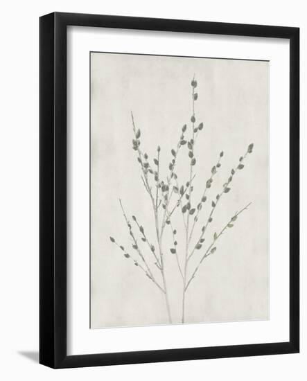 Floral Wild - Salix Discolor-Collezione Botanica-Framed Giclee Print