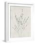 Floral Wild - Salix Discolor-Collezione Botanica-Framed Giclee Print