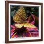 Floral Wonders 2-Brago-Framed Art Print