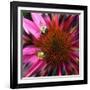 Floral Wonders 3-Brago-Framed Art Print
