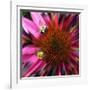 Floral Wonders 3-Brago-Framed Art Print